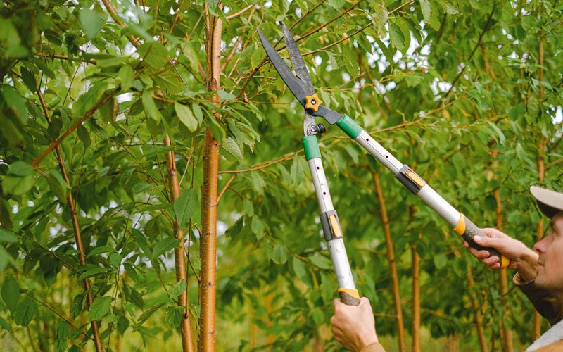 Tree trimming in Oskaloosa, IA