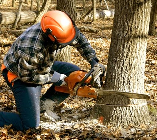 Tree Removal in Oskaloosa, IA